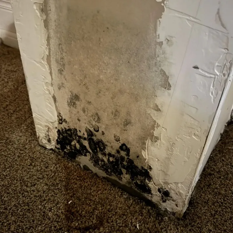 Professional Mold Removal in Wilson, NC